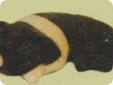 MVA 370-Flat Laying Pig