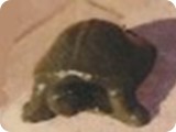 FR 481-Tiny Turtle